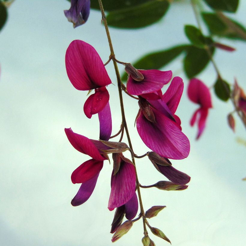 Lespedeza thunbergii (Flowering)