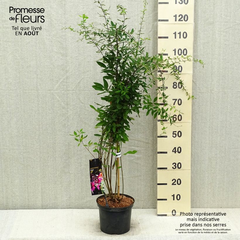 Lespedeza thunbergii Gibraltar 2L/3L pot sample as delivered in summer
