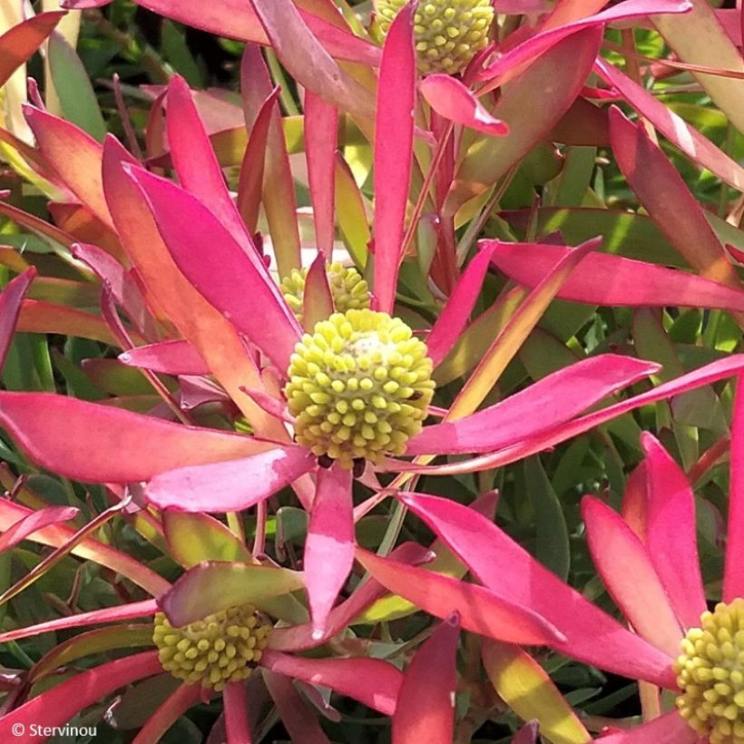 Leucadendron salignum Cheeky - Conebush (Flowering)