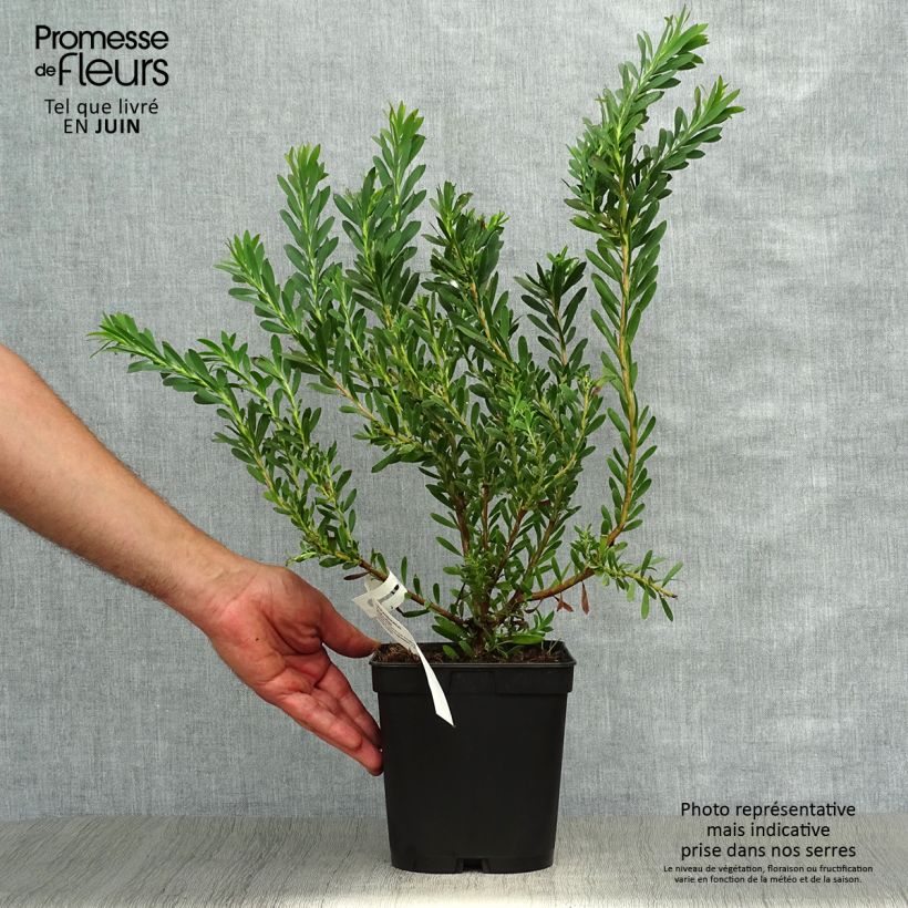 Leucadendron salignum Devils Blush - Conebush 3L/4L pot sample as delivered in summer
