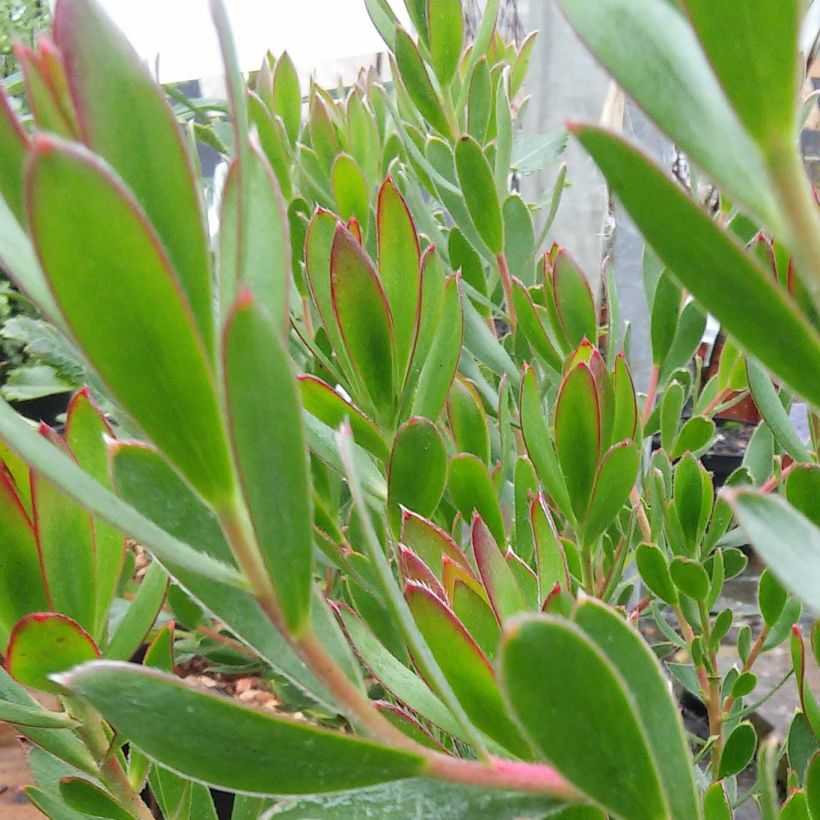 Leucadendron salignum Fireglow - Conebush (Foliage)