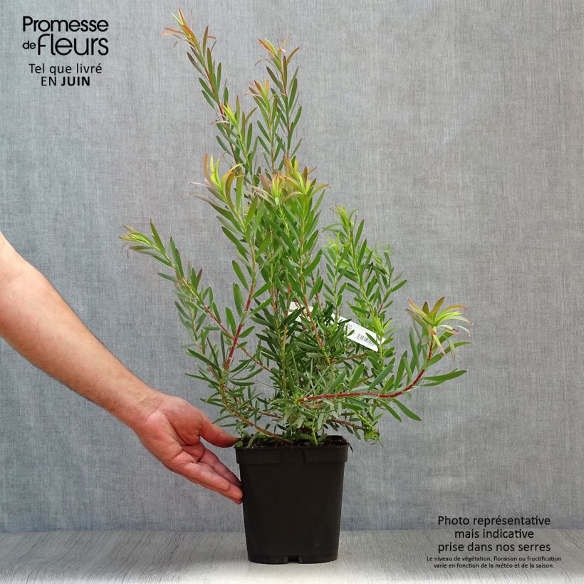 Leucadendron salignum Fireglow - Conebush 3L/4L pot sample as delivered in summer