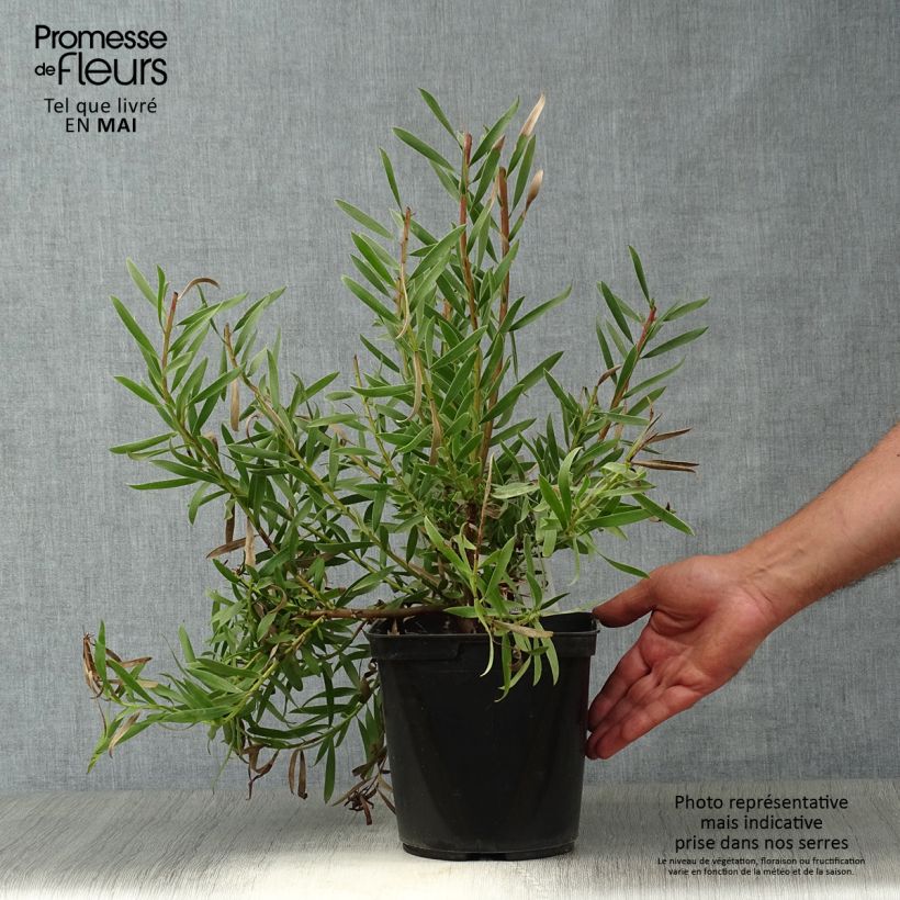 Leucadendron Inca Gold - Conebush 3L/4L pot sample as delivered in spring