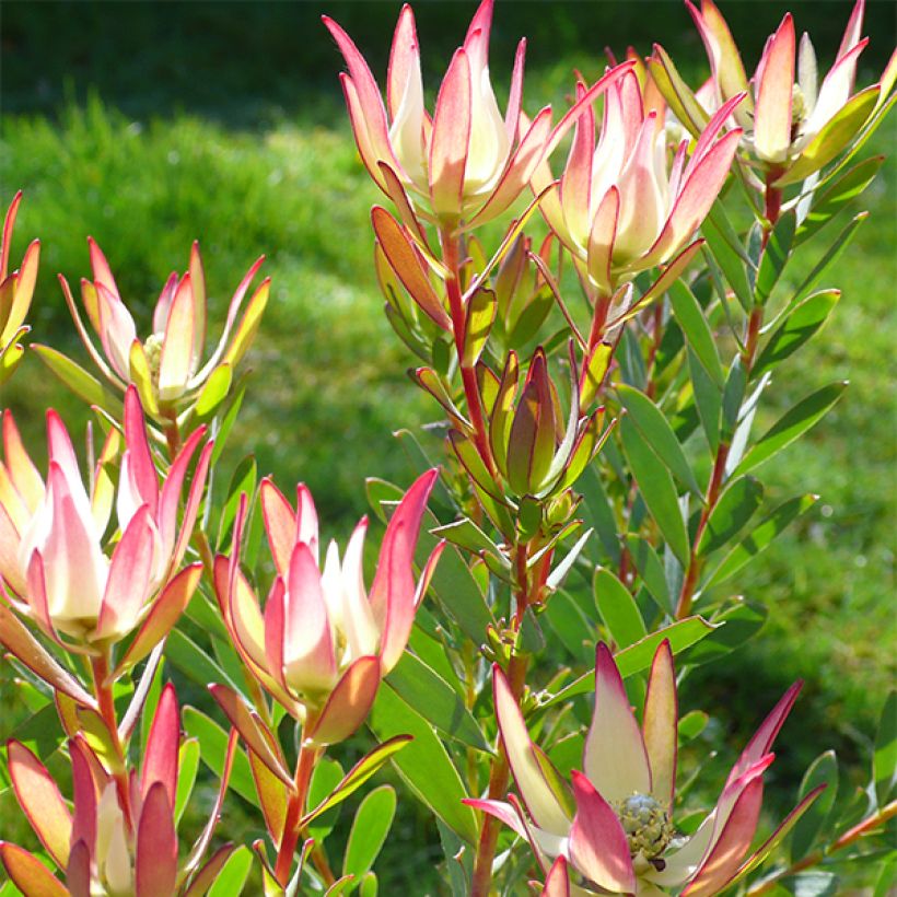 Leucadendron Jack Harre - Conebush (Flowering)