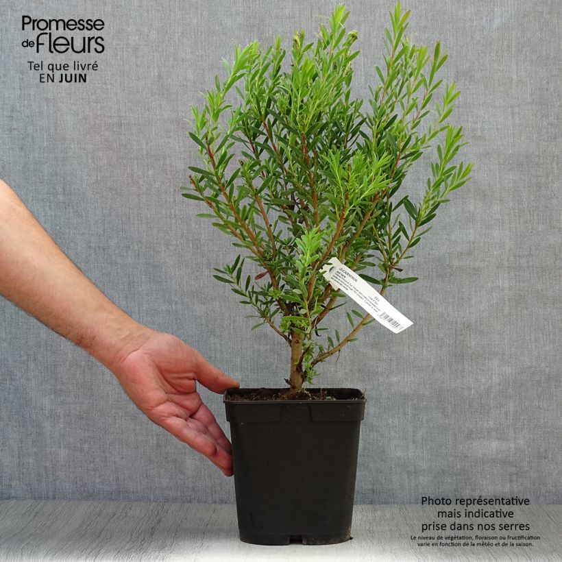 Leucadendron Jack Harre - Conebush 3L/4L pot sample as delivered in summer
