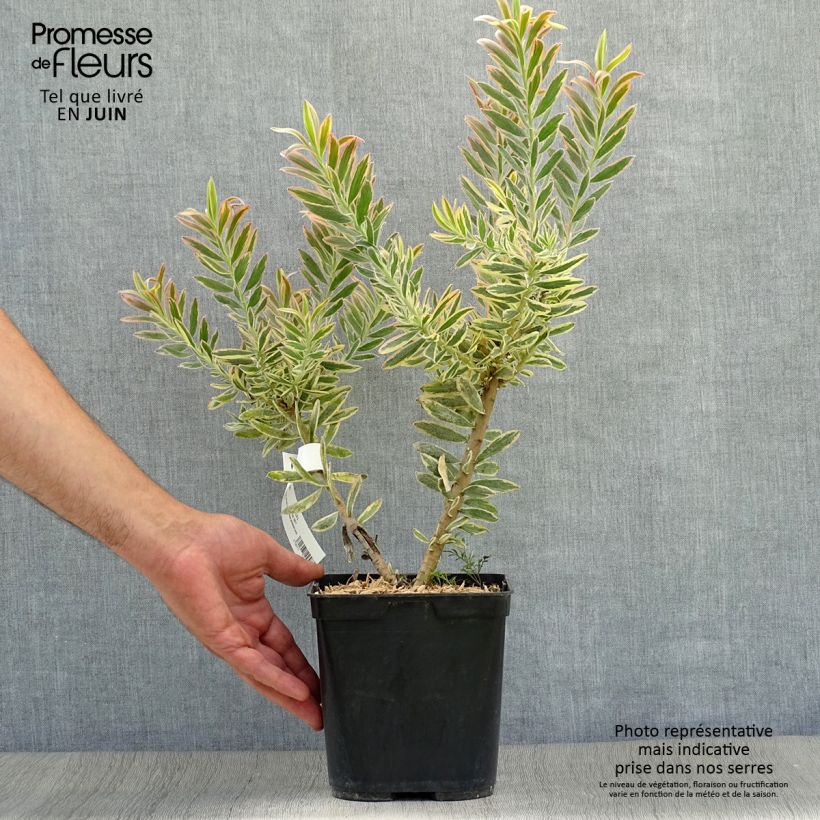 Leucadendron Safari Sunshine - Conebush 3L/4L pot sample as delivered in summer