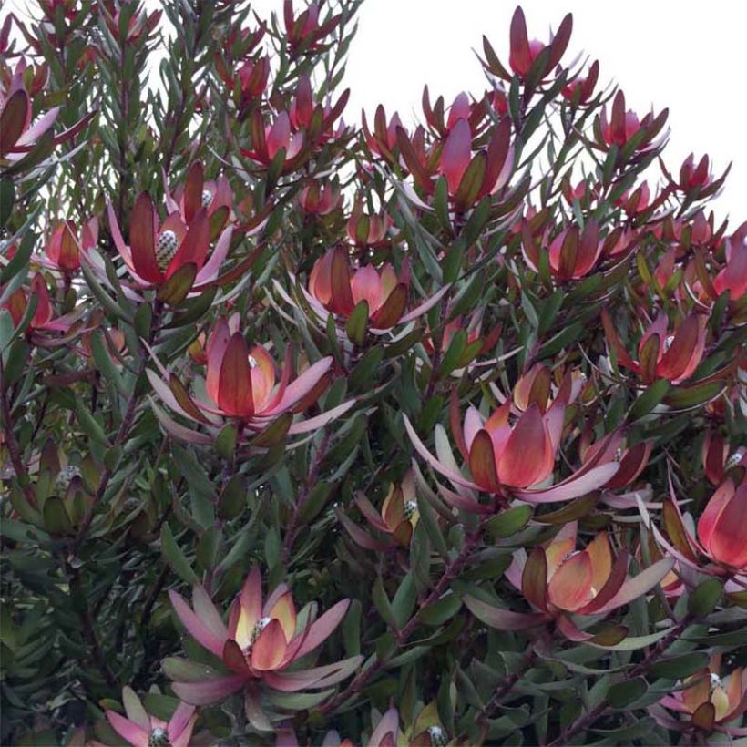 Leucadendron Safari Sunset - Conebush (Plant habit)