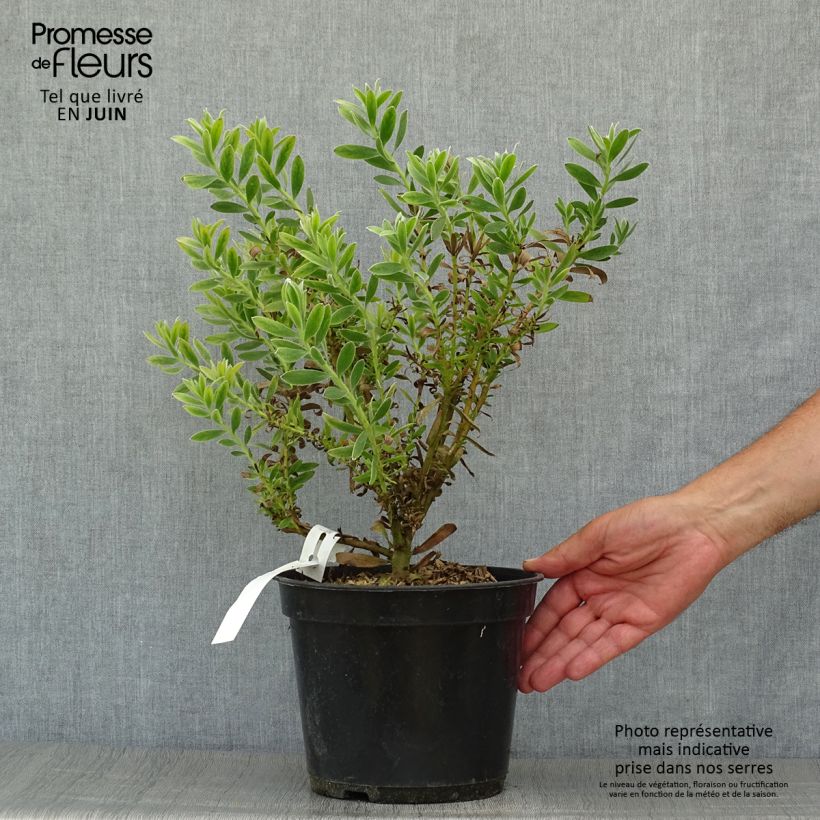 Leucadendron Safari Sunset - Conebush 3L/4L pot sample as delivered in summer