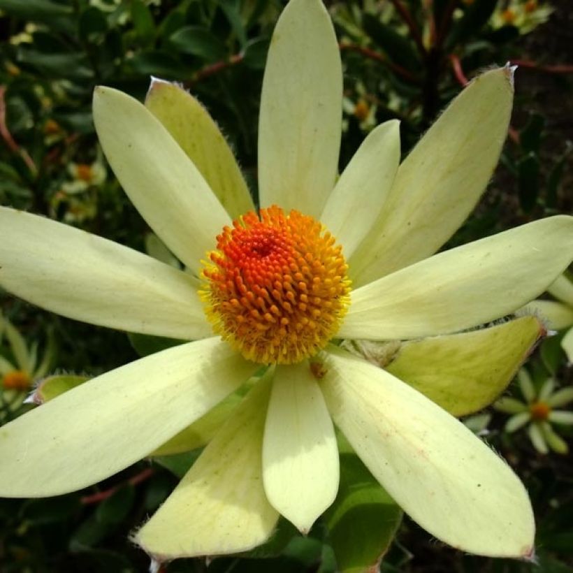 Leucadendron Summer Sun - Conebush (Flowering)