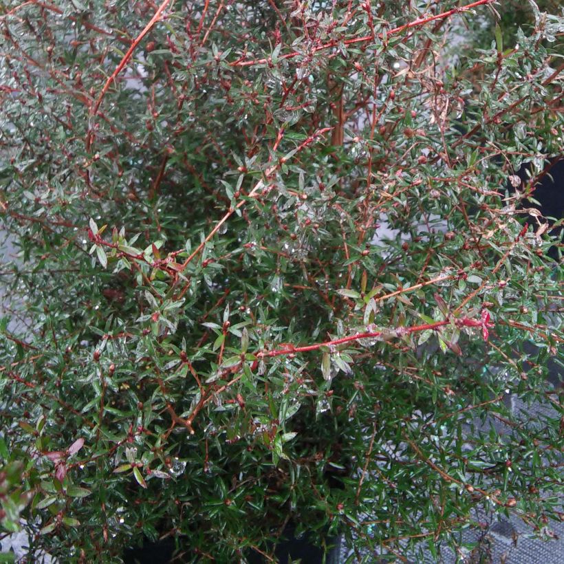 Leucadendron Sundance - Conebush (Foliage)