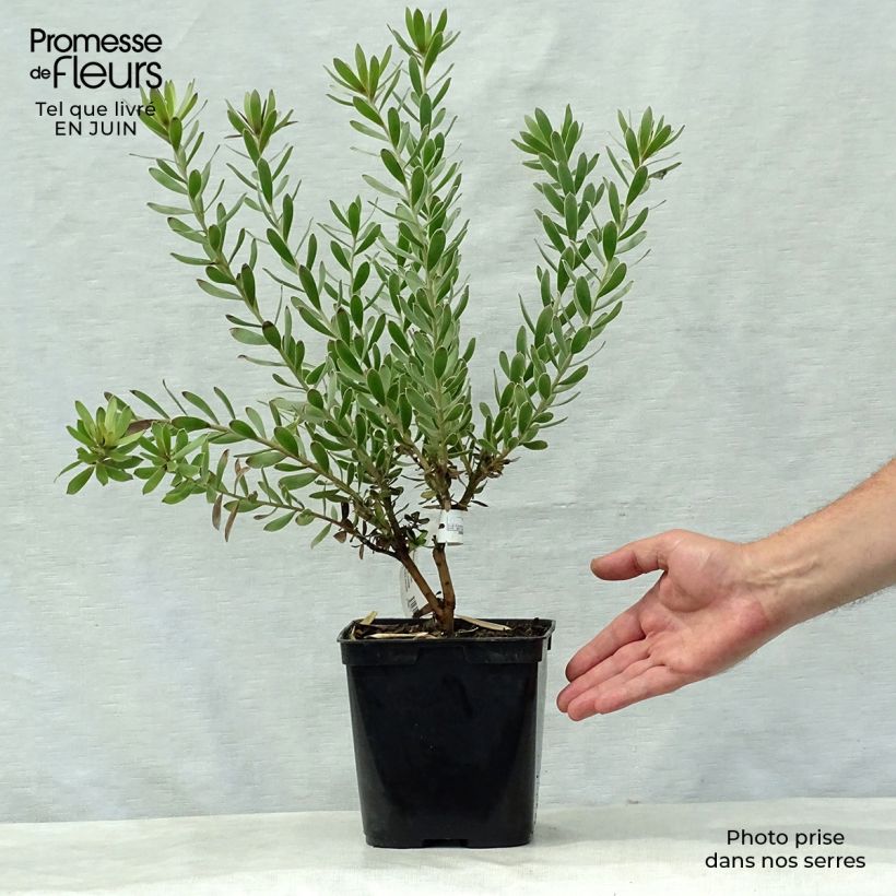 Leucadendron Sundance - Conebush 3L/4L pot sample as delivered in summer