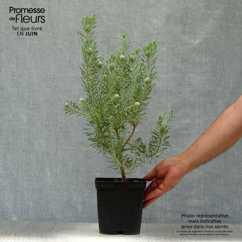 Leucadendron galpinii Carlin - Conebush 3L/4L pot sample as delivered in summer
