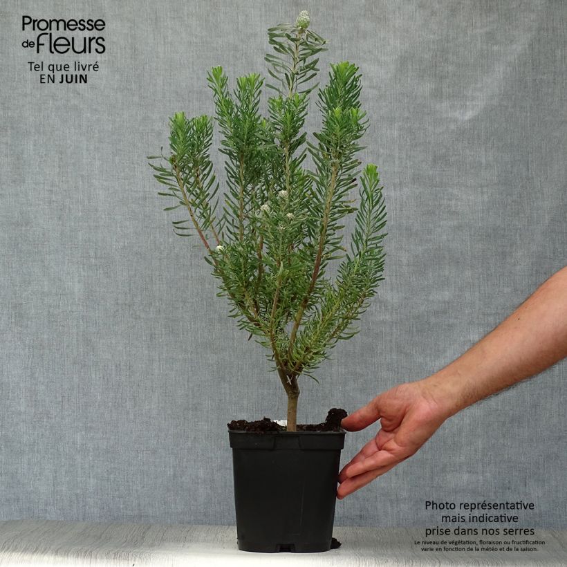Leucadendron galpinii Purple Haze - Conebush 3L/4L pot sample as delivered in summer