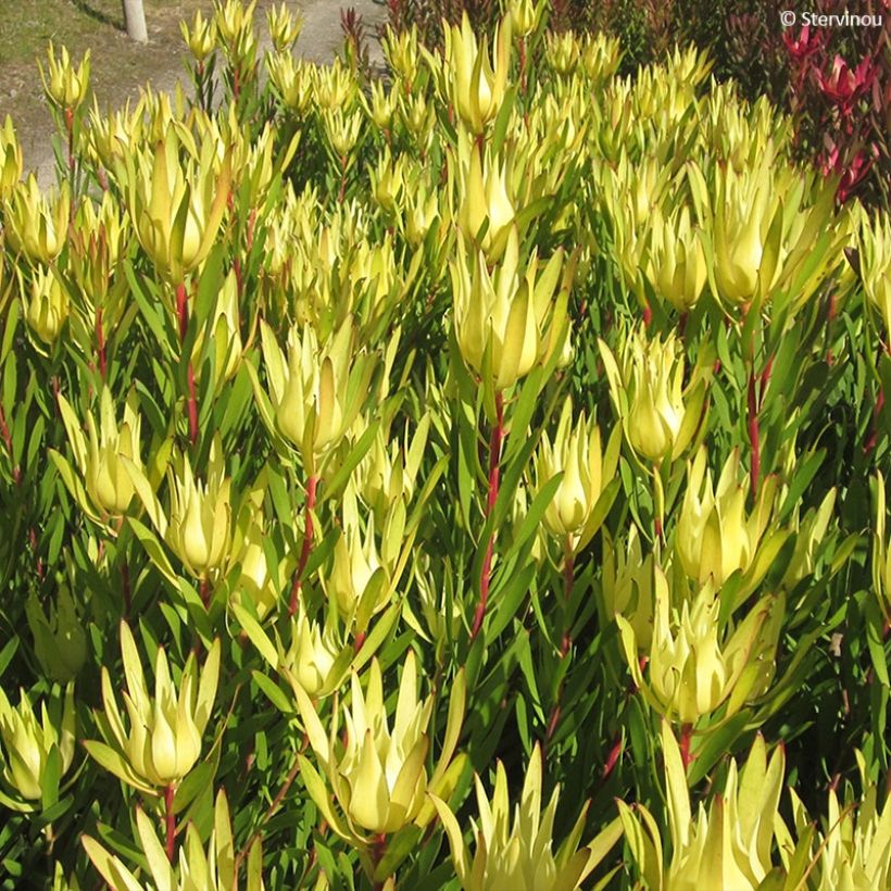 Leucadendron Inca Gold - Conebush (Foliage)
