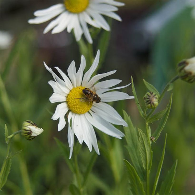 Leucanthemella serotina (Flowering)