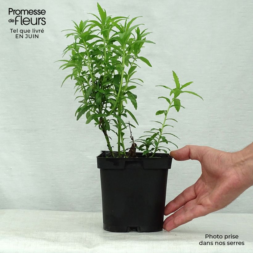 Leucanthemella serotina 2L/3L pot sample as delivered in summer