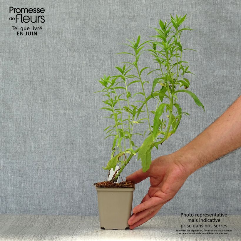 Leucanthemella serotina 8/9 cm pot sample as delivered in summer