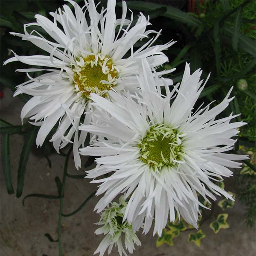 Leucanthemum superbum Aglaia - Shasta Daisy (Flowering)