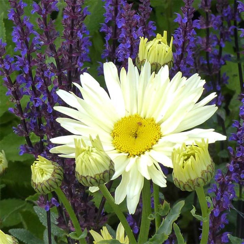 Leucanthemum superbum Banana Cream - Shasta Daisy (Flowering)