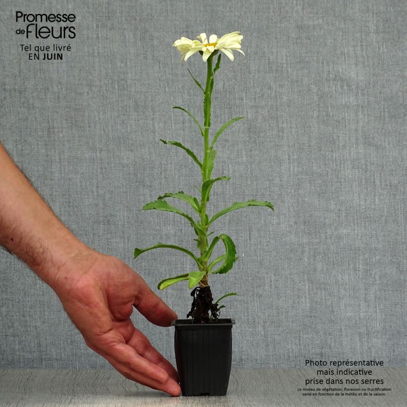 Leucanthemum superbum Banana Cream - Shasta Daisy 7/8 cm pot sample as delivered in summer