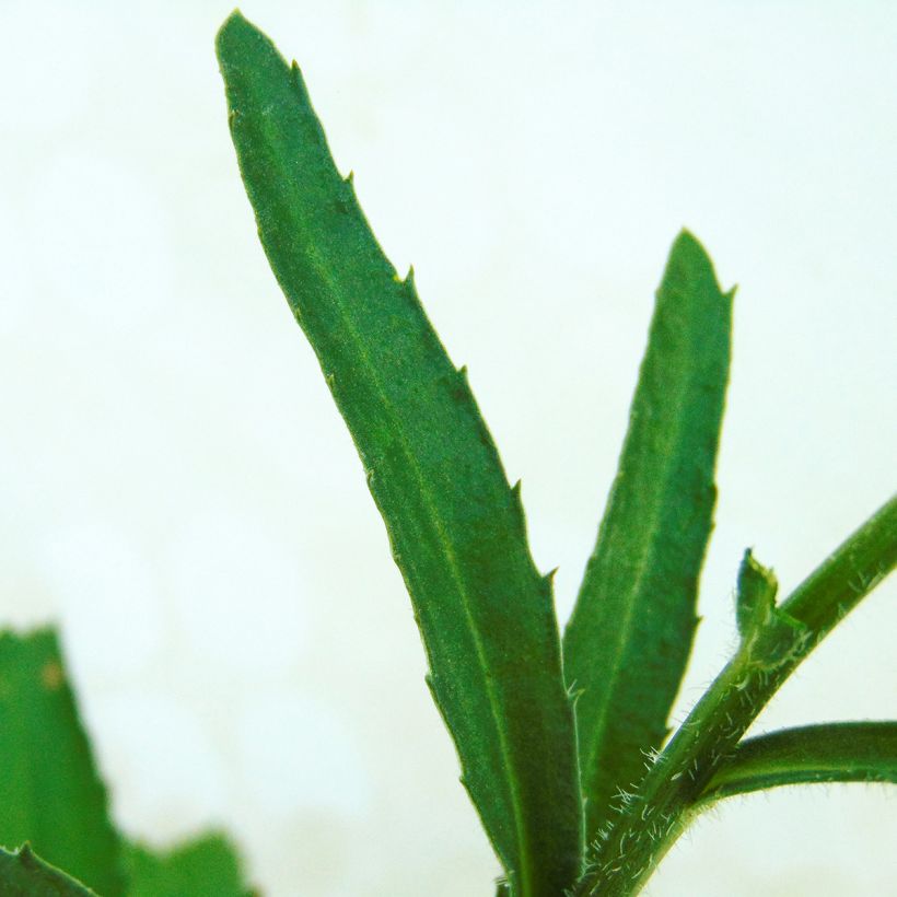 Leucanthemum superbum Real Neat - Shasta Daisy (Foliage)