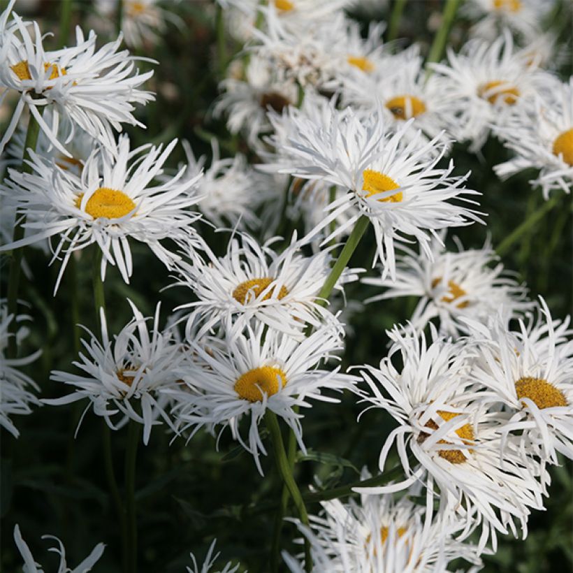 Leucanthemum superbum Shapcott Gossamer - Shasta Daisy (Flowering)