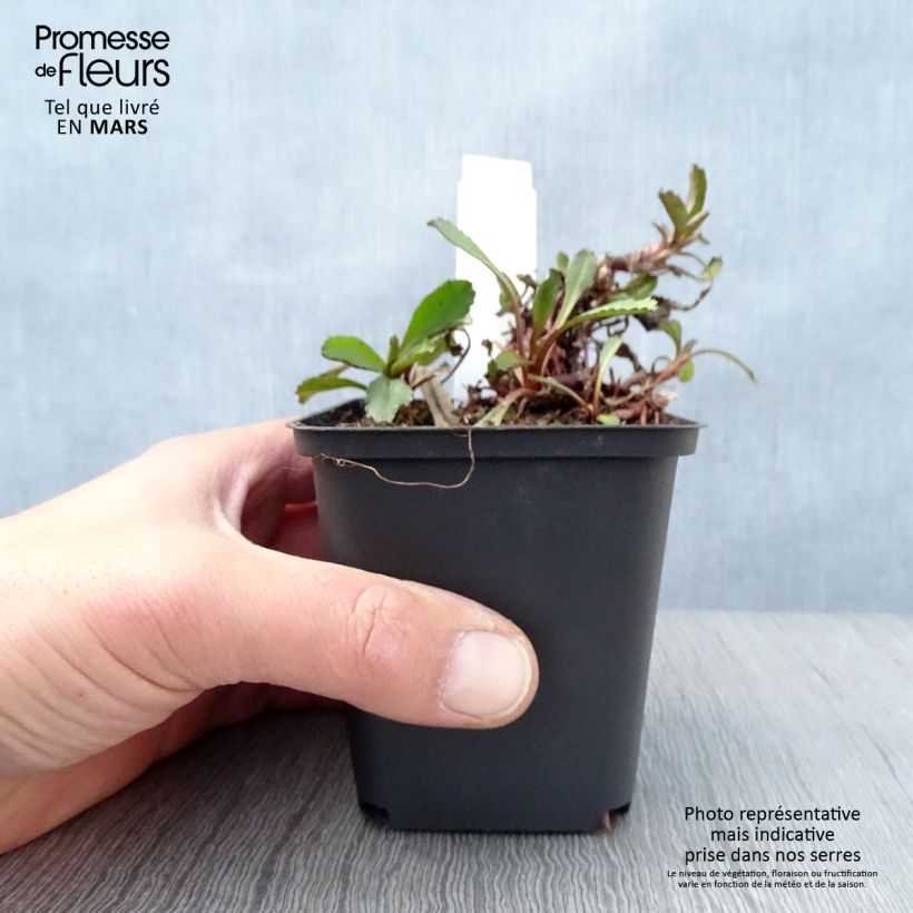 Leucanthemum superbum Shapcott Ruffles - Shasta Daisy 8/9 cm pot sample as delivered in spring