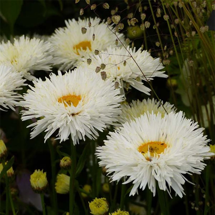 Leucanthemum superbum Shapcott Summer Clouds - Shasta Daisy (Flowering)
