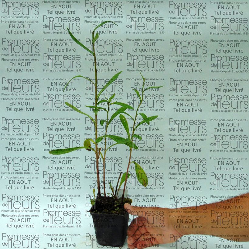 Example of Leucanthemum superbum Shapcott Summer Clouds - Shasta Daisy specimen as delivered