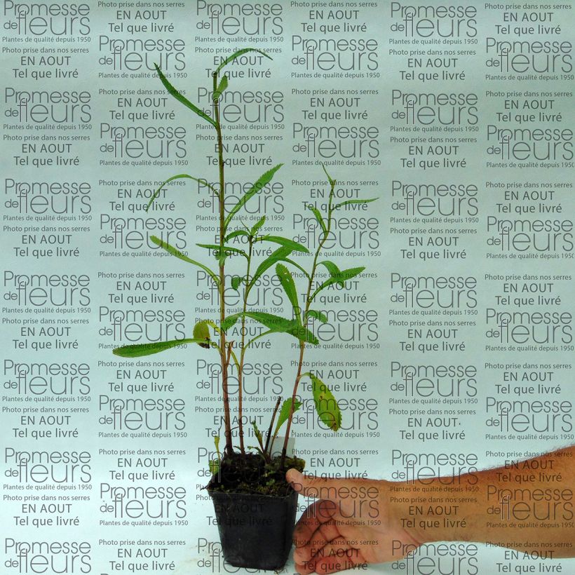 Example of Leucanthemum superbum Shapcott Summer Clouds - Shasta Daisy 8/9 cm pot specimen as delivered