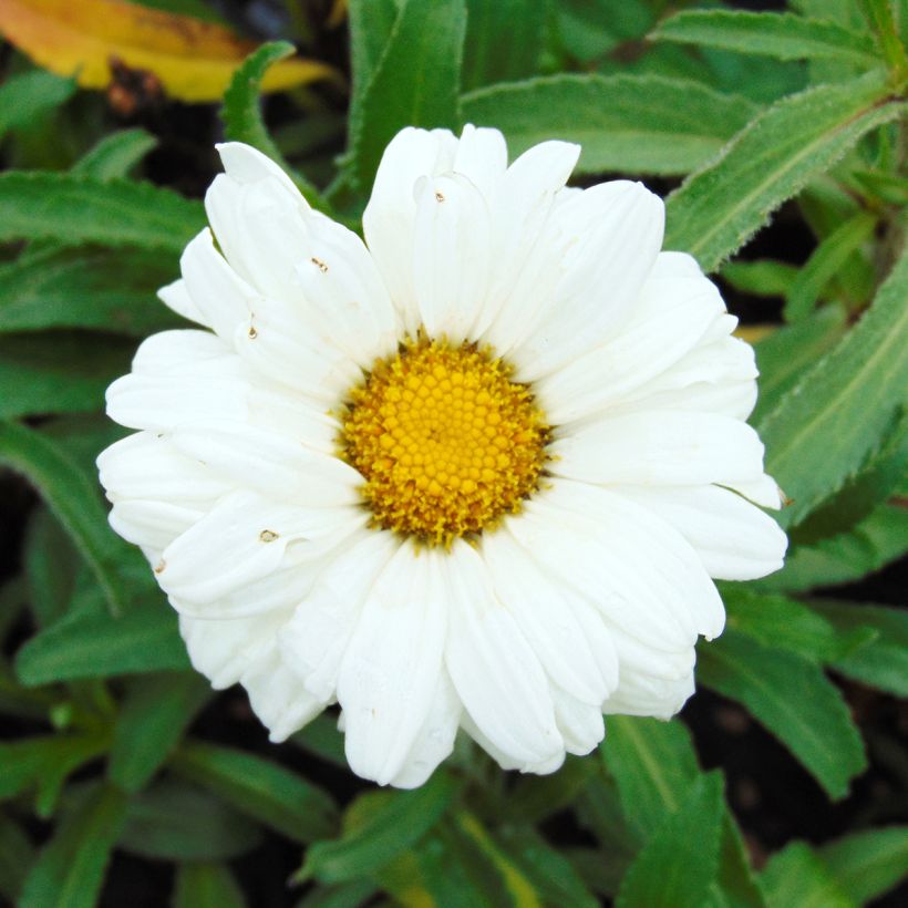Leucanthemum superbum Victorian Secret - Shasta Daisy (Flowering)