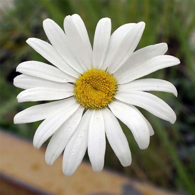 Leucanthemum superbum Etoile dAnvers - Shasta Daisy (Flowering)