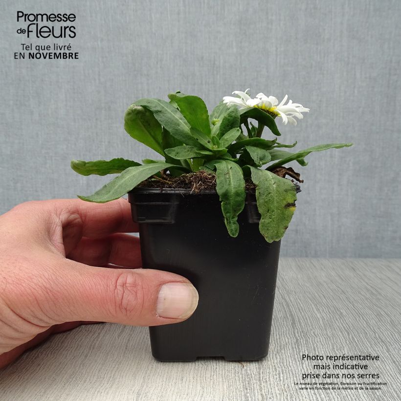 Leucanthemum superbum Etoile dAnvers - Shasta Daisy 7/8 cm pot sample as delivered in autumn