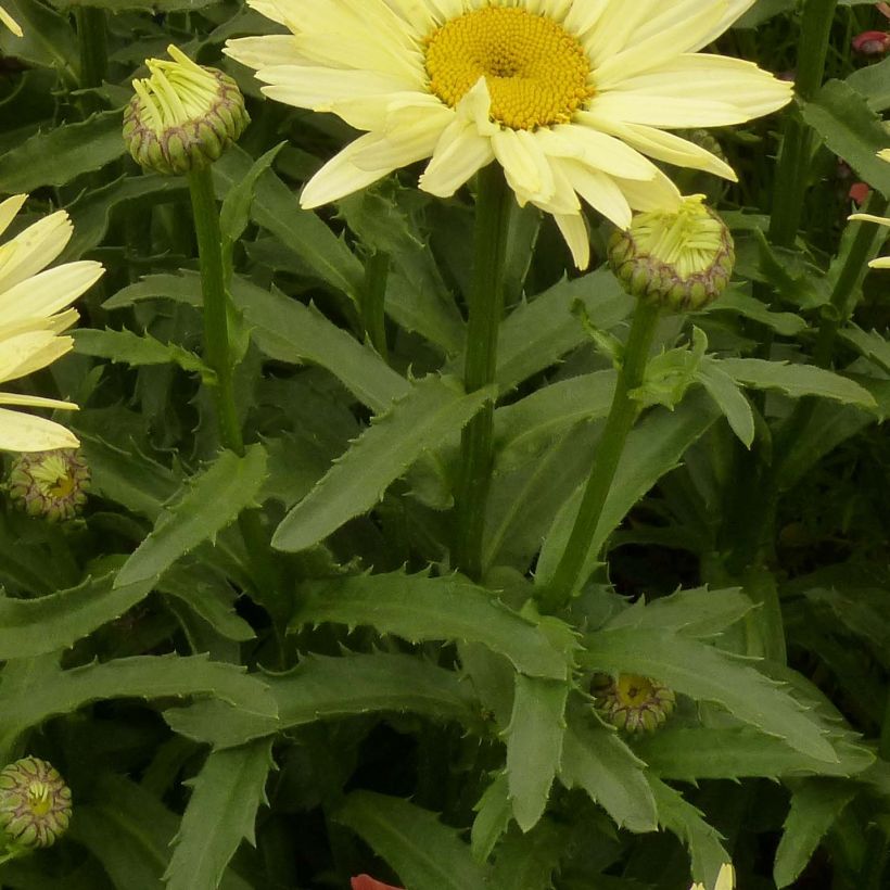 Leucanthemum superbum Broadway Lights - Shasta Daisy (Foliage)