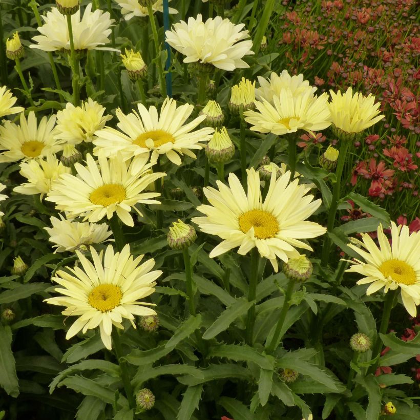 Leucanthemum superbum Broadway Lights - Shasta Daisy (Plant habit)