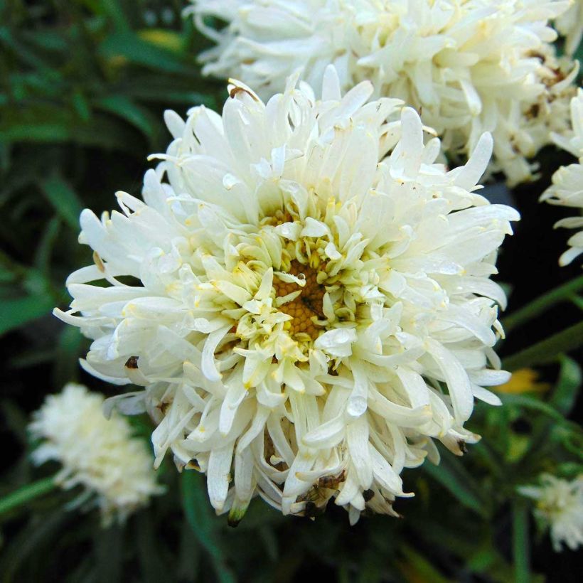 Leucanthemum superbum Engelina - Shasta Daisy (Flowering)