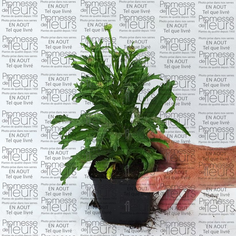Example of Leucanthemum superbum Engelina - Shasta Daisy 8/9 cm pot specimen as delivered