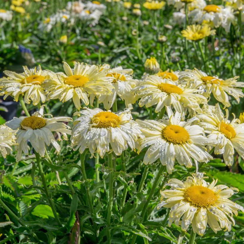 Leucanthemum superbum Goldfinch - Shasta Daisy (Plant habit)