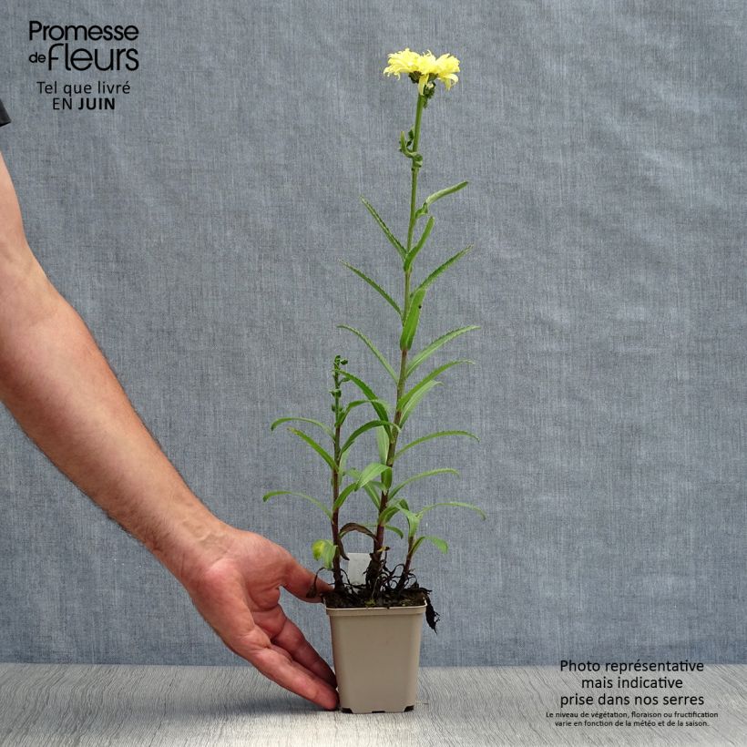 Leucanthemum superbum Goldfinch - Shasta Daisy 8/9 cm pot sample as delivered in summer