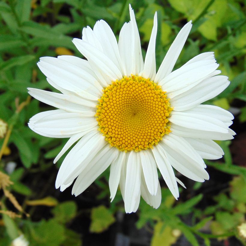 Leucanthemum superbum Gruppenstolz - Shasta Daisy (Flowering)