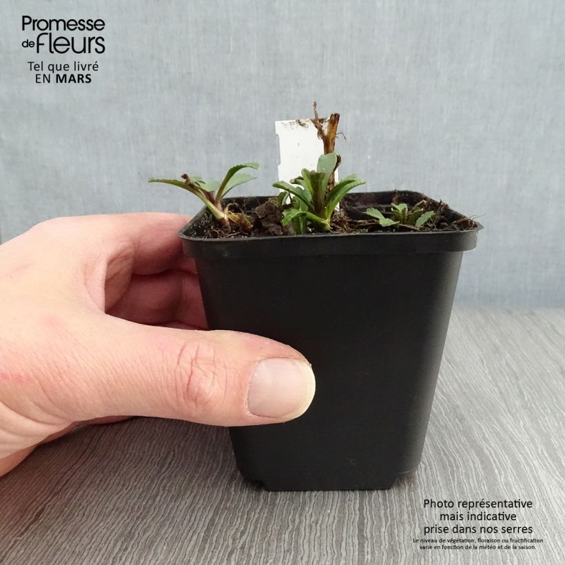 Leucanthemum superbum Gruppenstolz - Shasta Daisy sample as delivered in spring