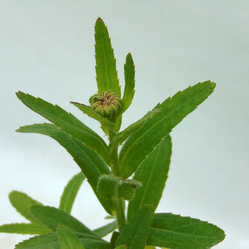 Leucanthemum superbum Luna - Shasta Daisy (Foliage)