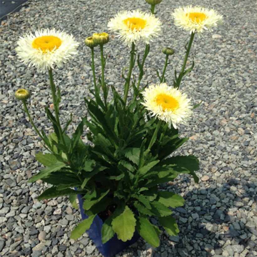 Leucanthemum superbum Real Glory - Shasta Daisy (Plant habit)