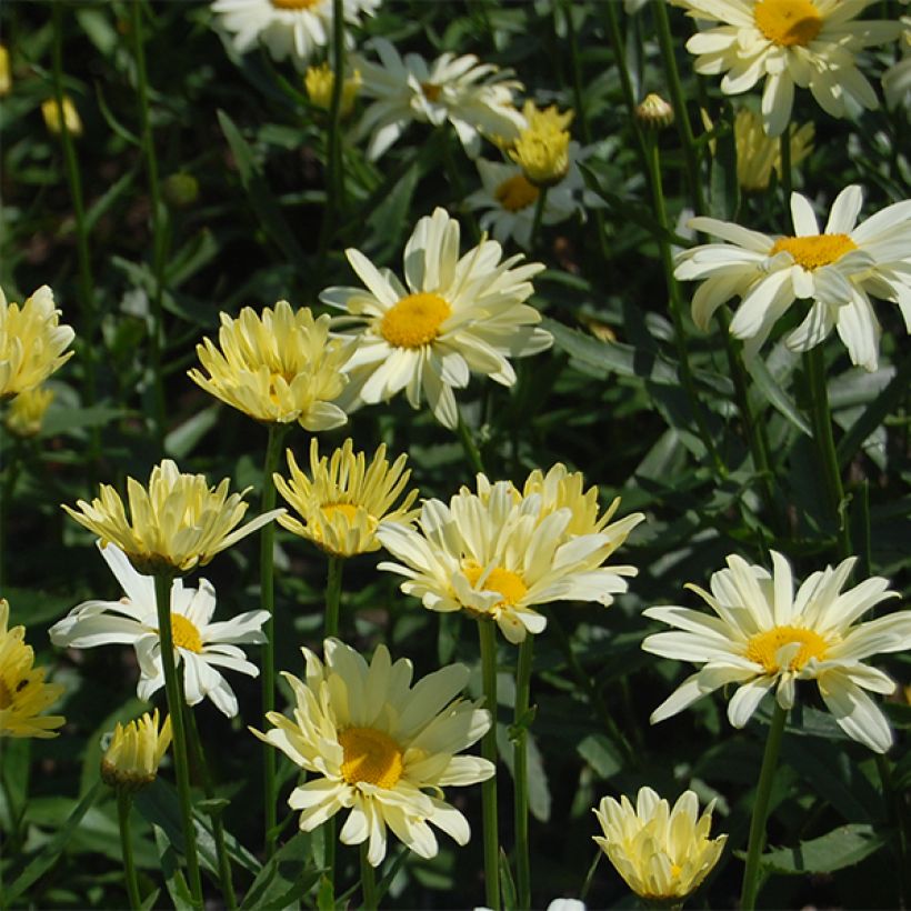 Leucanthemum superbum Sonnenschein - Shasta Daisy (Flowering)