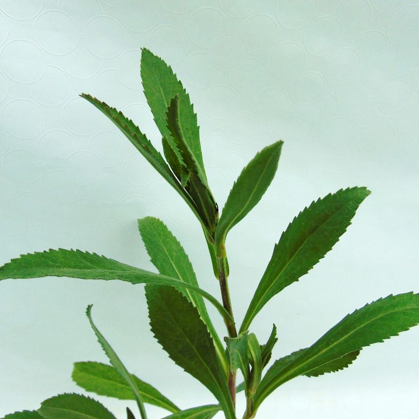 Leucanthemum superbum Wirral Supreme - Shasta Daisy (Foliage)