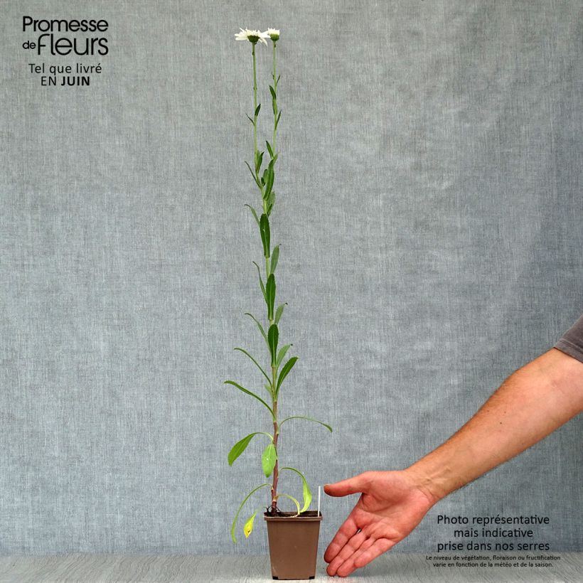 Leucanthemum superbum Wirral Supreme - Shasta Daisy 7/8 cm pot sample as delivered in summer