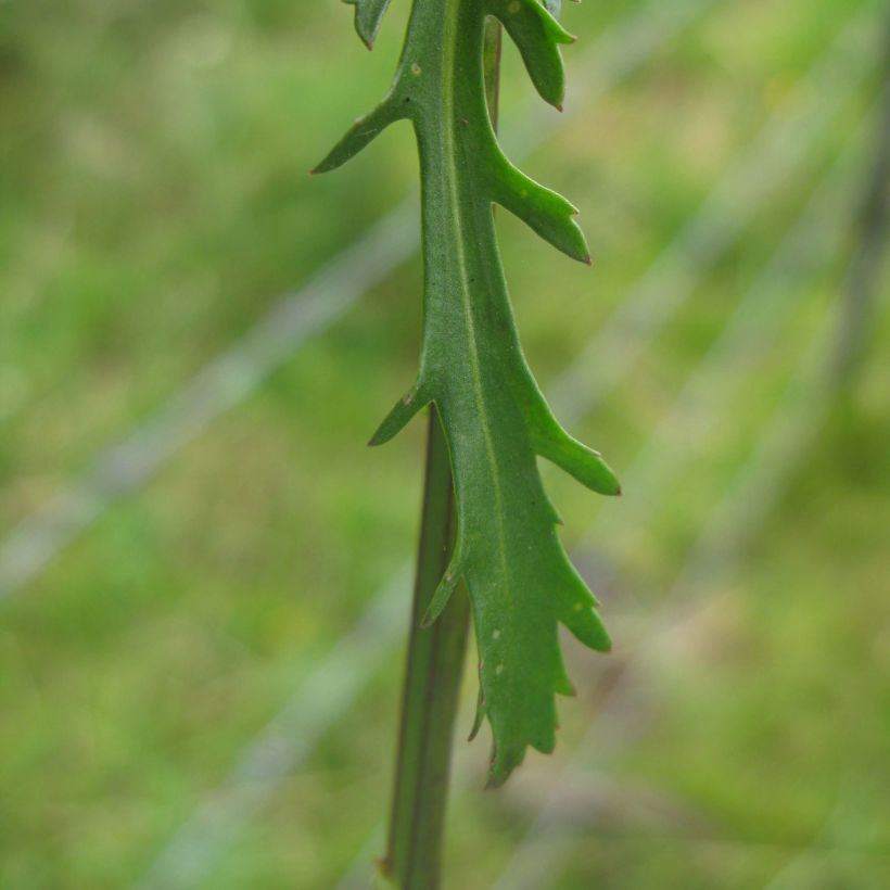 Leucanthemum vulgare (Foliage)