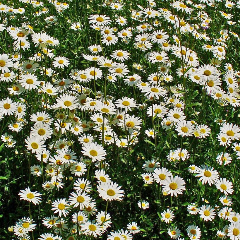 Leucanthemum vulgare (Flowering)