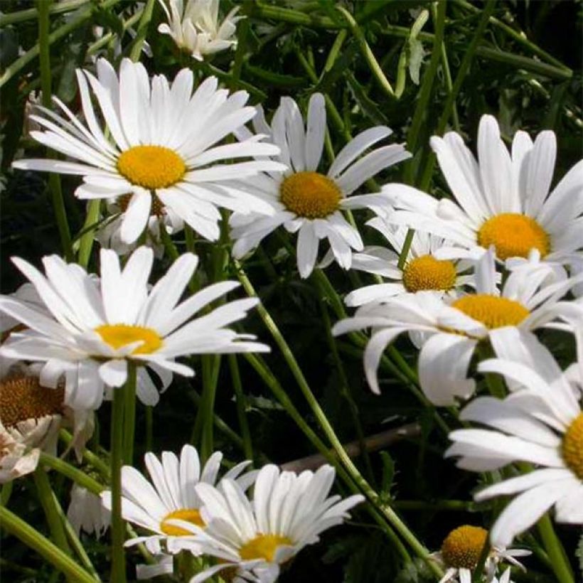 Leucanthemum vulgare Maikonigin (Flowering)