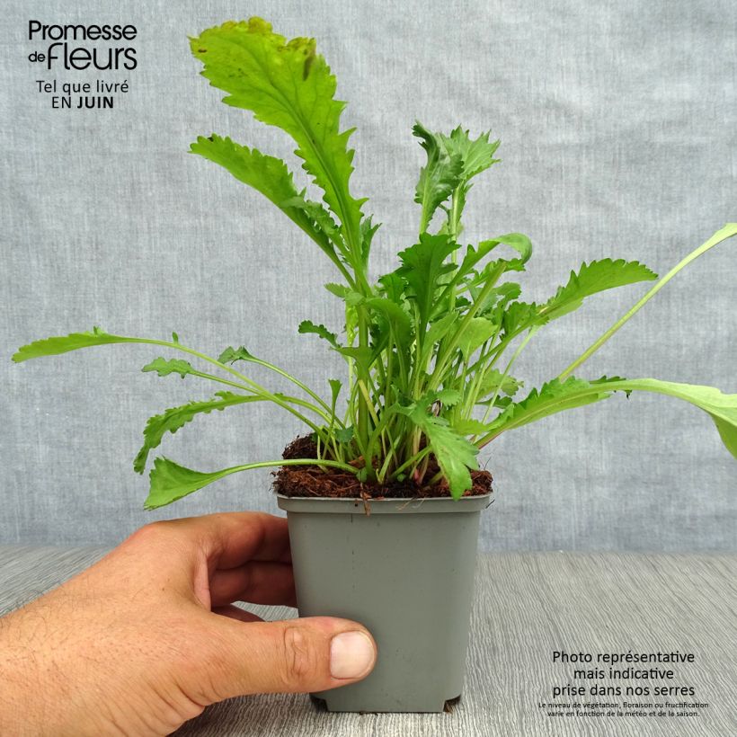Leucanthemum vulgare Maikonigin 8/9 cm pot sample as delivered in summer